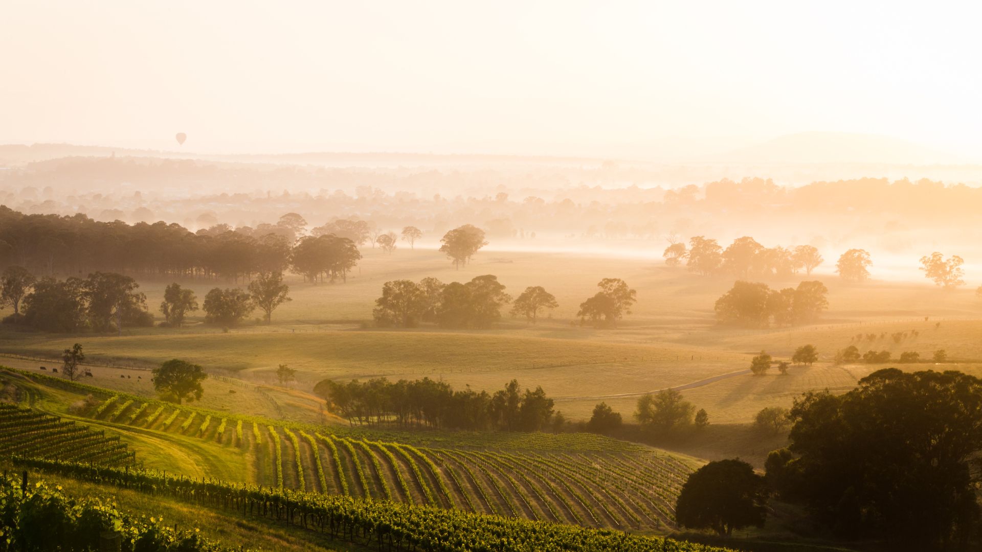 Sunrise over Hunter Valley vineyards